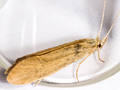 Ceraclea senilis